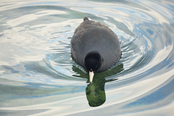 American Coot, Central Park Reservoir