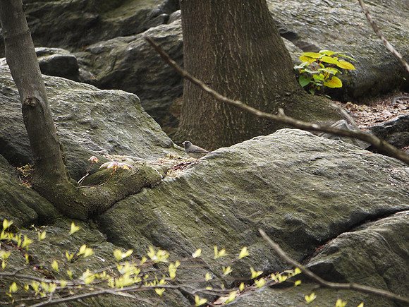 Junco, Central Park