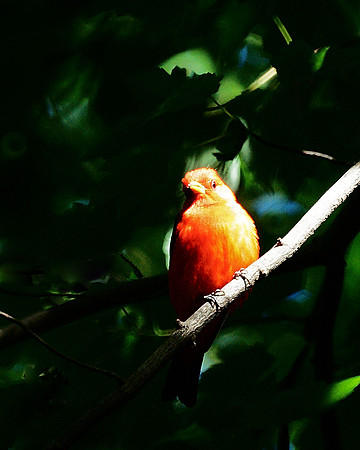 Scarlet Tanager, Central Park