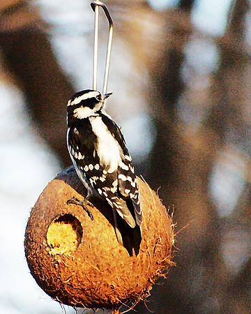 Downy Woodpecker