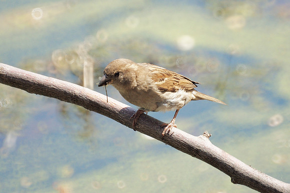 Predator sparrow, NY Botancial Garden
