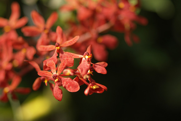 Renanthera Nancy Chandler "Red Dragon"