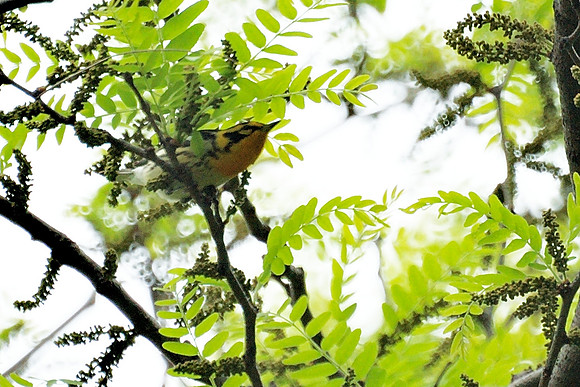 Blackburnian Warbler, Central Park