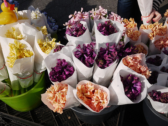 Flowers at the Greenmarket