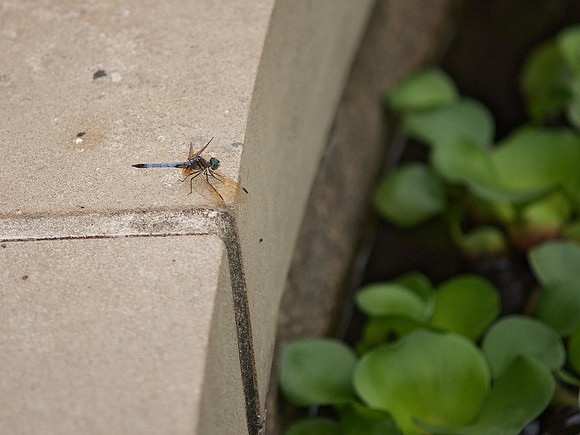 Blue Darter dragonfly