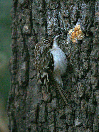 Brown Creeper, Central Park