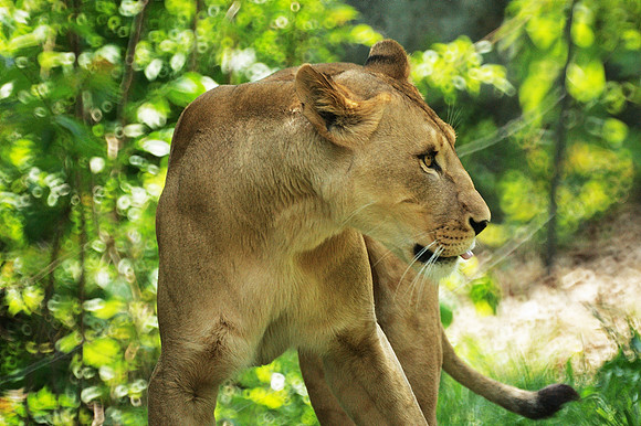 Lioness, Bronx Zoo