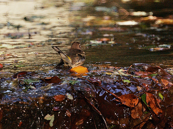 Yellow-Rumped Warbler?