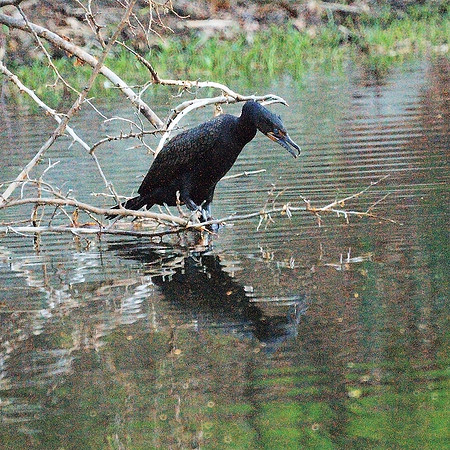spotting the fish