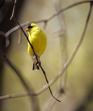 American Goldfinch, Central Park