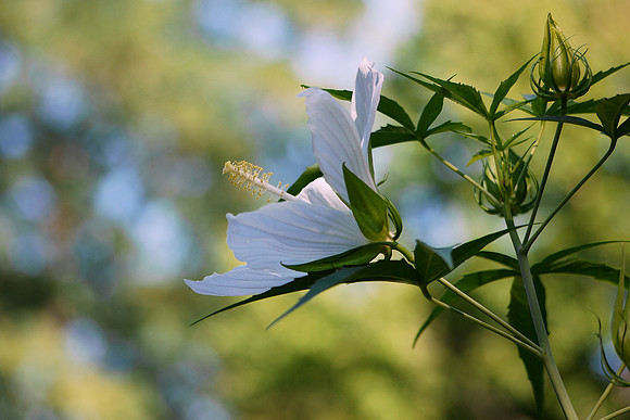 Hibiscus, Queens Zoo