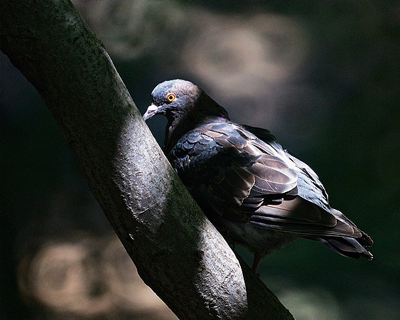 pretty pigeon