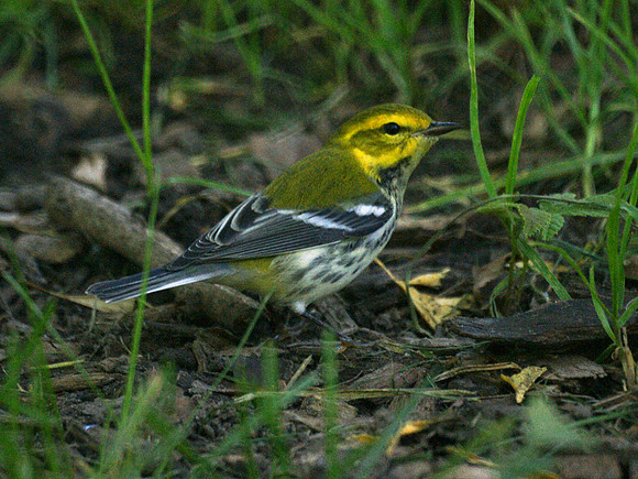 Black-Throated Green Warbler, Central Park