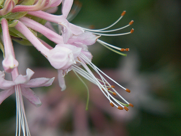 Azalea