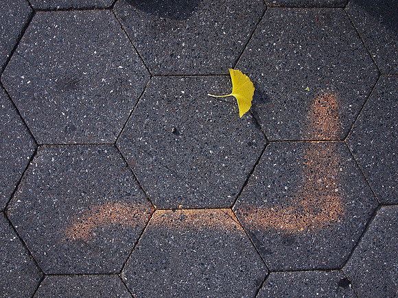Leaf, Division