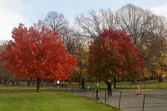 At the Great Lawn, Central Park