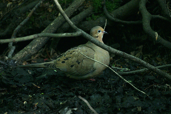 Mourning Dove