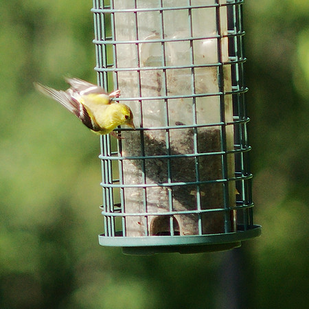 Goldfinch, landing