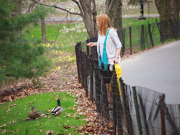 Feeding the Ducks at Turtle Pond