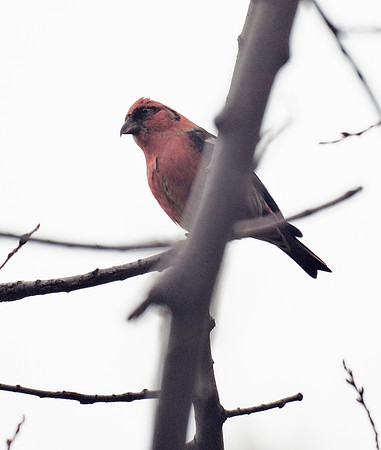 White-Winged Crossbill, Central Park
