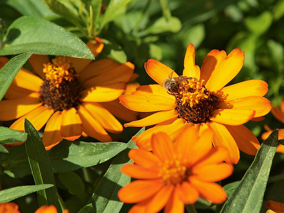 Another Bee, Another Zinnia