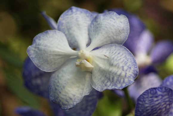 Vanda Crownfox Sky