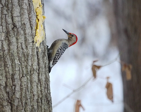 Red-Bellied Woodpeecker, Central Park