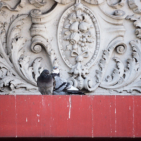 Pigeons, 14th Street and Broadway