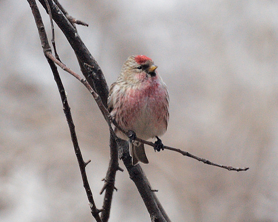 Common Redpoll, Central Park