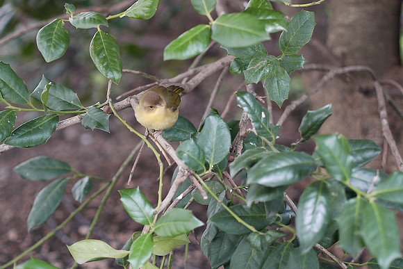 Common Yellowthroat, Grace Plaza