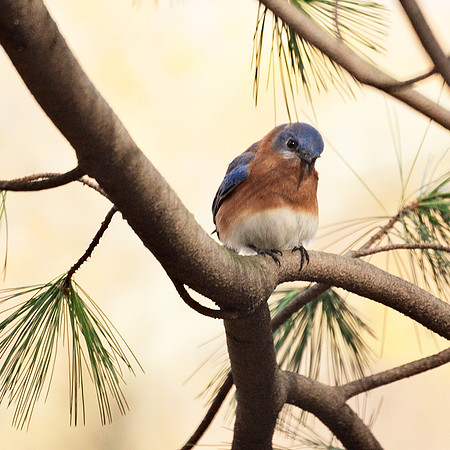Eastern Bluebird, Central Park