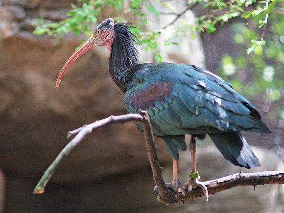 Waldrapp Ibis, Bronx Zoo