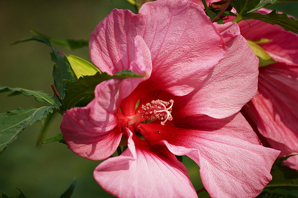 Hibiscus