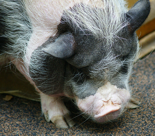 Pot-Bellied Pig, Central Park Zoo