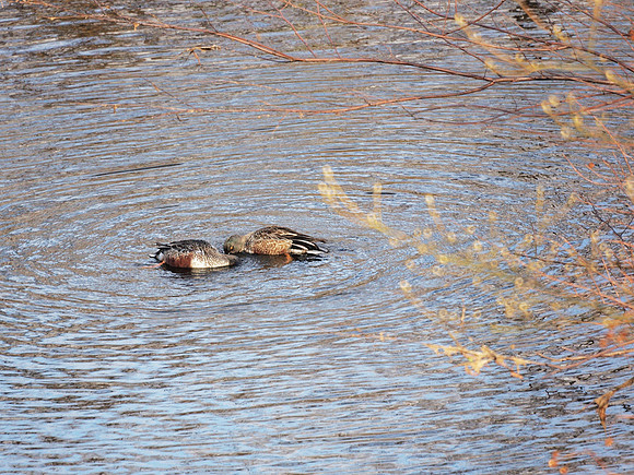 Shovelers shoveling, Central Park