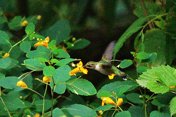 Hummingbird, Central Park