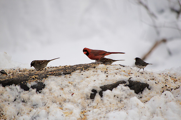 Birds in snow, Central Park