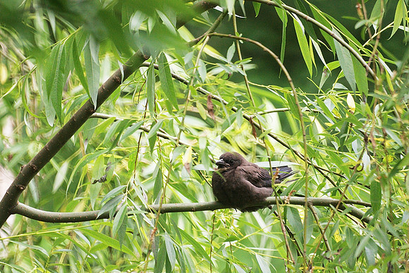 Baby grackle