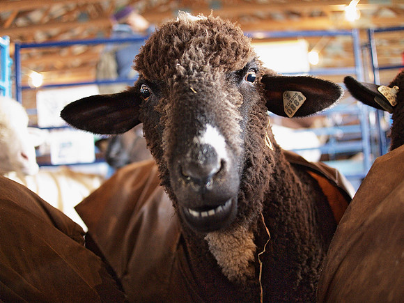 Mad Sheep!