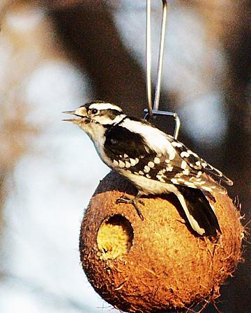 Downy Woodpecker