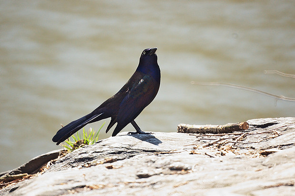 Socialist Realist Grackle