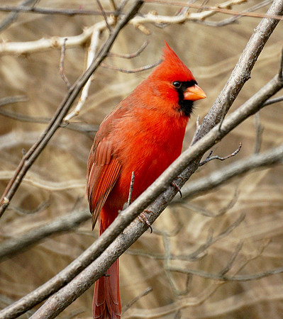 Cardinal, Central Park