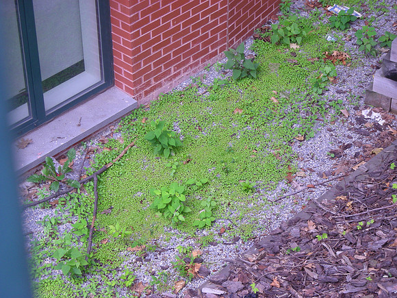 landscaping FAIL