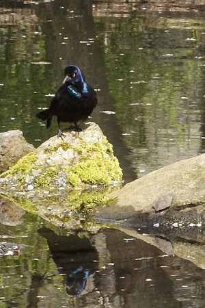starling, reflecting