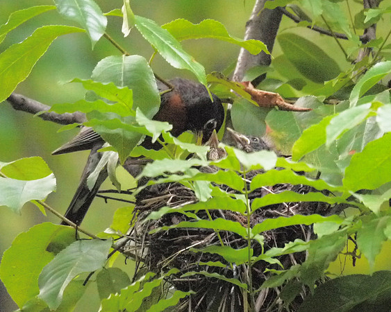 Robin feeding young, Central Park