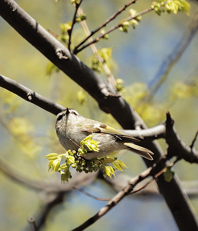Golden-Crowned Kinglet, Central park