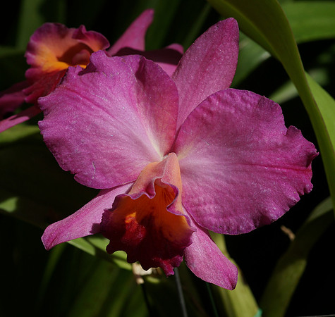 Cattleya
