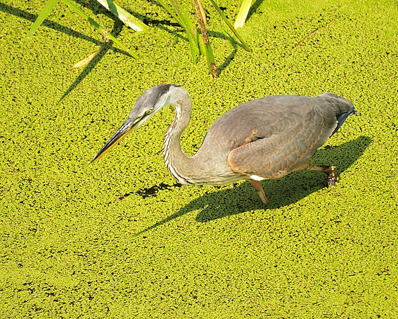 Great Blue Heron, Turtle Pond