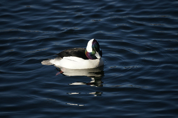 Bufflehead, Central Park Reservoir