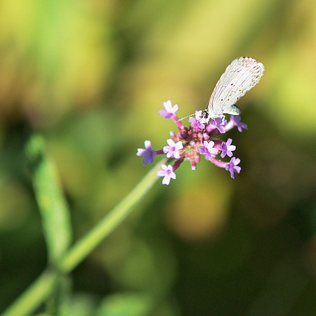 Cabbage White butterfly